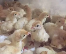 ������. ����
