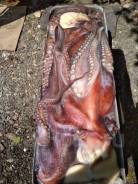 ������������. �� ������ ����