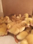 ����. ����
