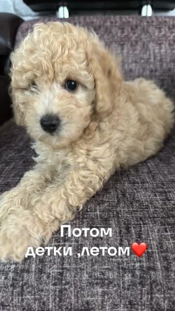 ���������� ������. ����