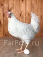 ����. ��� ����� �� ������������ ����