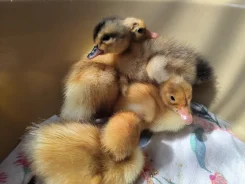 ����. ����