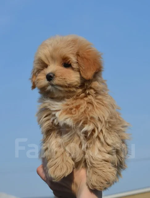 ��������. ����
