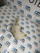 ����� ��������� Mazda 626 1999 1J1819021A GF FS2A 1J1819021A ����