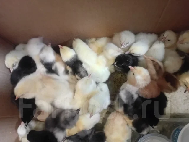 ����. ����