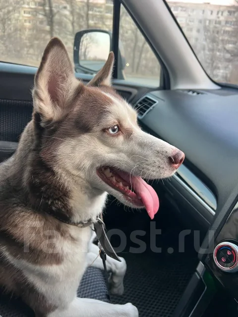 �����. ����