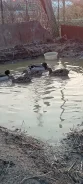 ����. ����