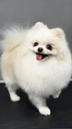 ����. ����