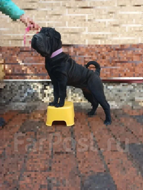 ������. ����
