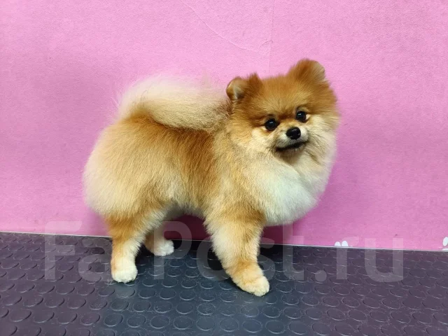 ����. ����