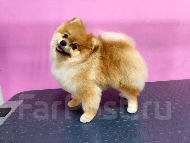 ����. ����