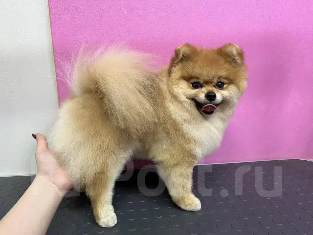 ����. ����