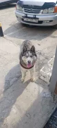 �����. ����