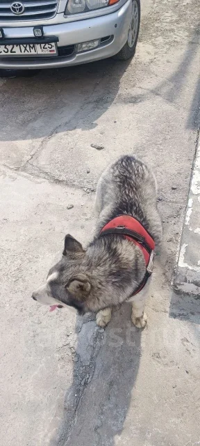 �����. ����
