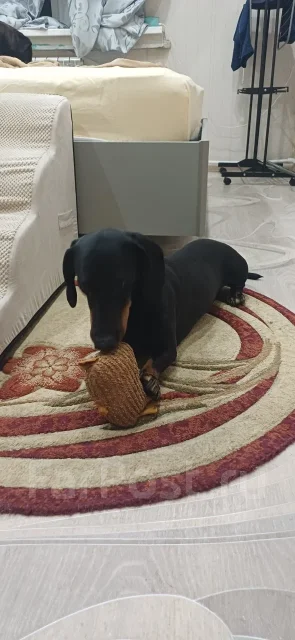 �����. ����