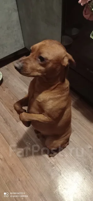 �����������. ����