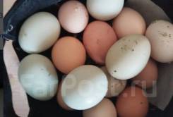 ������������� ���� ���. ����