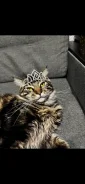 ����-���. ����
