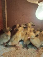 ����. ����