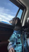 �����. ����