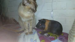 ������� ������. ����
