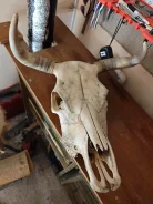 ������ ��������� ����� ����. ����