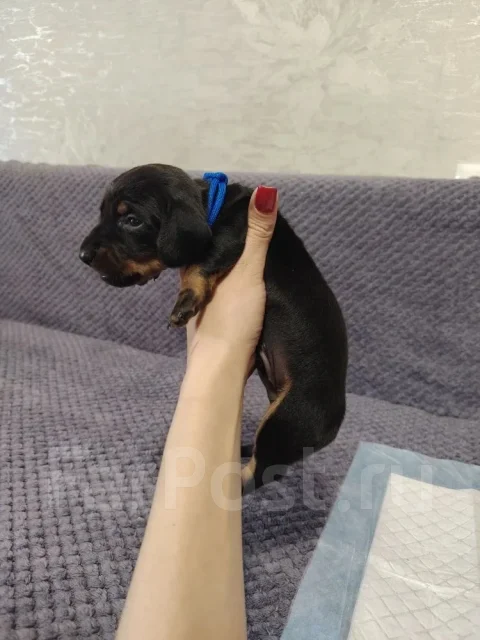 �����. ����
