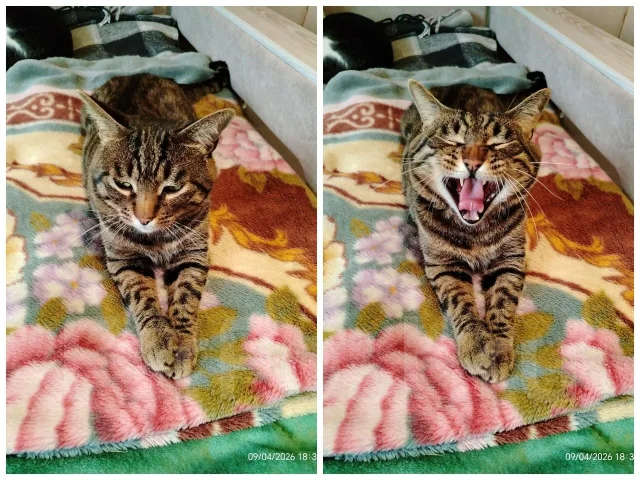 �����. ����