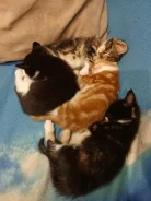 �����. ����