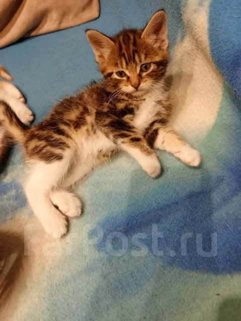 �����. ����