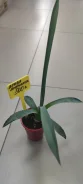 �����. ����