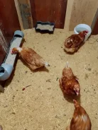 �����. ����