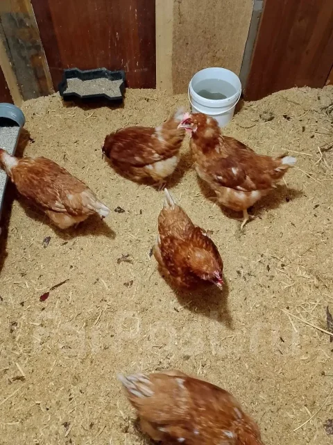 �����. ����