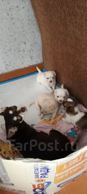 ��������. ����