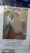 �������. ����