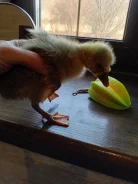 ����. ����