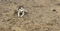 �����. ����