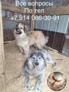 ������. ����