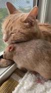 ���������� ��������. ����