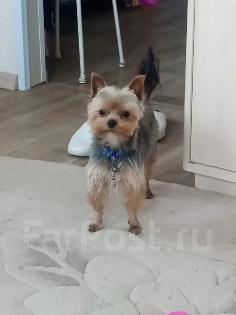 ����������� ������. ����