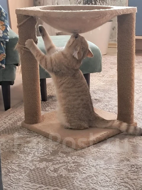 ���������� �����. ����