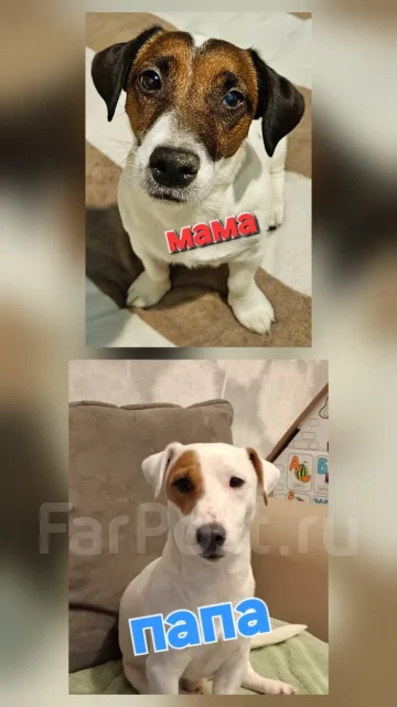 ����-������-������. ����