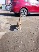 �����. ����