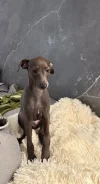 ��������. ����