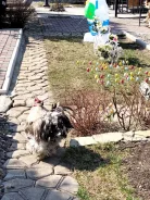����. ����