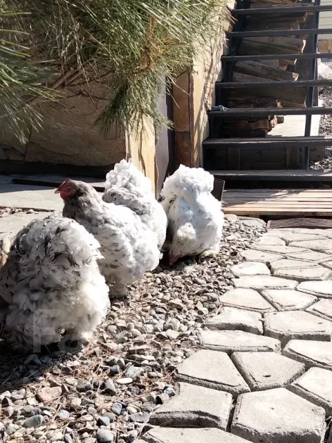 ����. ����