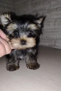 ���� ����������� ������. ����