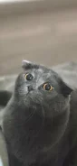 ������ ��������� ����� ������� ����