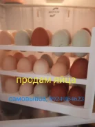����. ����
