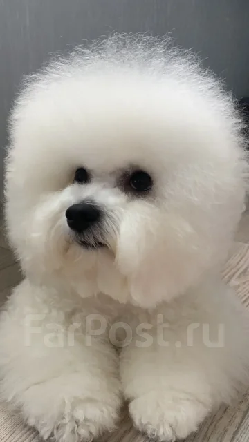 �����. ����